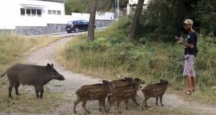 Mijas Council issues stern warning over feeding wild boars on Costa del Sol streets