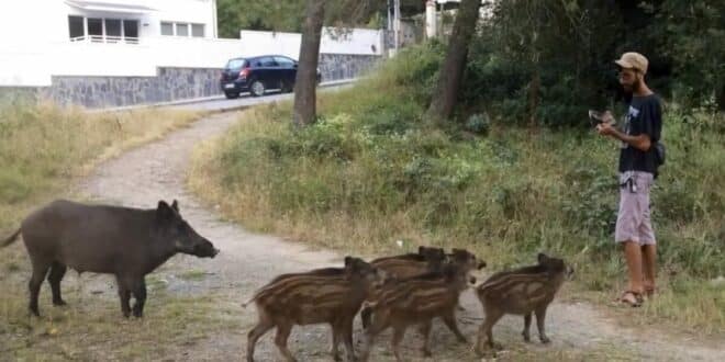Mijas Council issues stern warning over feeding wild boars on Costa del Sol streets