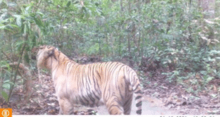 How a zoo on the Costa del Sol is helping to save highly endangered tiger species at risk of vanishing