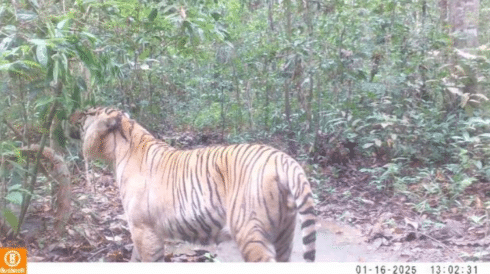 How a zoo on the Costa del Sol is helping to save highly endangered tiger species at risk of vanishing