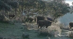 Forget African safaris: discover Andalucía's hidden corner where wild bison roam