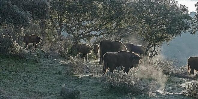 Forget African safaris: discover Andalucía's hidden corner where wild bison roam
