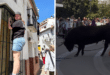 Gaucin’s bull run nearly ends in tears for Olive Press reporter