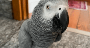 Missing pet parrot who lives with owner in the Basque Country is found safe and sound ‘on holiday’ in La Rioja