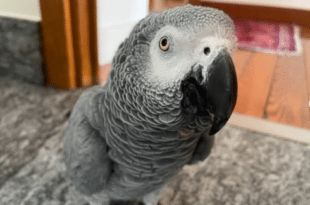 Missing pet parrot who lives with owner in the Basque Country is found safe and sound ‘on holiday’ in La Rioja