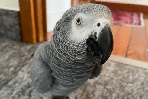 Missing pet parrot who lives with owner in the Basque Country is found safe and sound ‘on holiday’ in La Rioja
