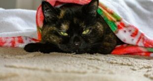 Spanish court upholds community ban on keeping pets at home – even if you own your apartment