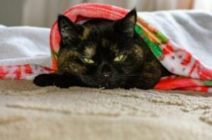 Spanish court upholds community ban on keeping pets at home – even if you own your apartment