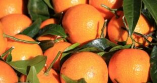 Paddington Bear’s favourite Sevilla orange marmalade forced into name change after Brussels reclaims the title