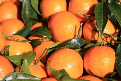 Paddington Bear’s favourite Sevilla orange marmalade forced into name change after Brussels reclaims the title