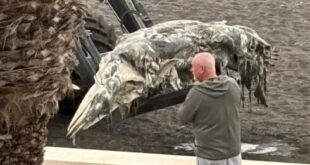 WATCH: Rotting carcass of a ten-metre whale shocks beachgoers after washing up on Costa del Sol shore