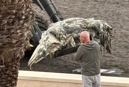WATCH: Rotting carcass of a ten-metre whale shocks beachgoers after washing up on Costa del Sol shore