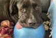Pet-sitters fall in love with Gatsby