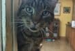 Pet-sitting with a cat under house arrest