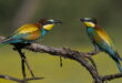 That birdsong outside your window? These stunning summer visitors are back on the Costa del Sol