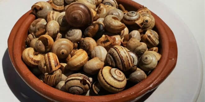 Snail celebrations return to Riogordo