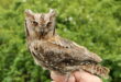 Estepona tackles mosquitoes and insects by expanding bat and owl nest box project