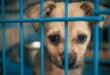 Spain takes historic step with €4 million animal welfare fund for shelters and cat colonies