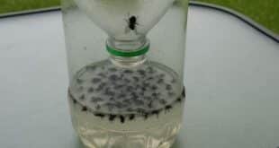 The simple 1-minute bottle trick clearing Spanish homes of flies this summer