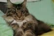 Could you pet-sit somewhere for 6 months?