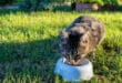 Manilva introduces official new cat stations and fines for unauthorised feeding