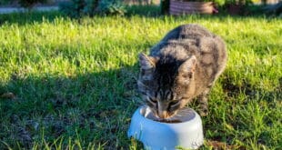 Manilva introduces official new cat stations and fines for unauthorised feeding