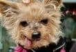 Enter Truffle’s world – pet-sitters delight in it!