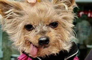 Enter Truffle’s world – pet-sitters delight in it!