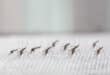 Google is about to release 32 million mosquitoes into the environment; heres why