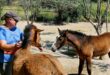 ARCH equine rescue charity seeks bilingual secretary to support rescues in Spain