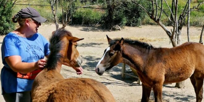ARCH equine rescue charity seeks bilingual secretary to support rescues in Spain