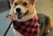Fancy pet-sitting for Dylan the Corgi?