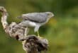 Poachers busted in Alhaurin el Grande after stealing rare chicks to sell with fake papers