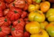 Alhaurin el Grande and Coin launch historic 1.5 million kilo season for premium tomato