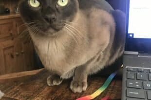 We need pet-sitters to join our network