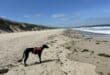 Do you have a dog? We’ve dog-sitters who love caring for dogs