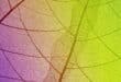 Rediscovering the natural world through art. Free exhibition from July to October