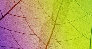 Rediscovering the natural world through art. Free exhibition from July to October