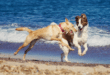 Taking your dog to the beach? The five hidden dangers every owner should know this summer