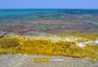 Costa Del Sol Seaweed Crisis