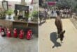 Donkey Dreamland Mijas fire safety appeal raises €3,200 from Costa del Sol community