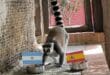 The Costa Tropical lemur who predicted the World Cup winners