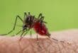 Fuengirola and Mijas put on West Nile Virus alert after fifth case confirmed in Andalucia