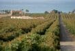 Andalusian agriculture continues to rely on an ageing workforce despite investment in young farmers