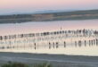 600 flamingo chicks ringed at Malaga lagoon in 40th anniversary event