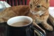 Why does Milo love his HouseSitMatch cat-sitters?