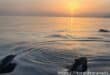 Dolphins spotted 'watching the eclipse' off Granada's Costa Tropical