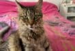 Houdini needs a pet sitter this Christmas
