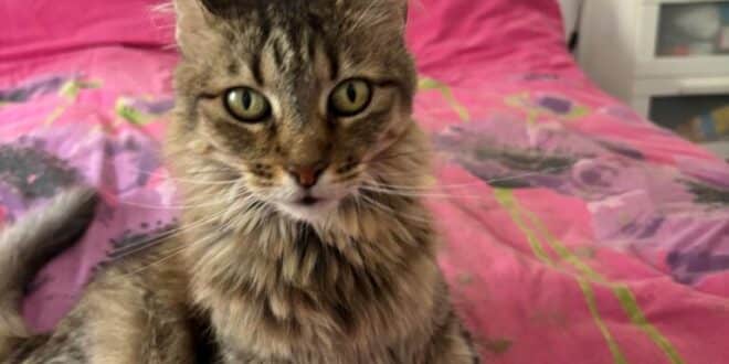 Houdini needs a pet sitter this Christmas