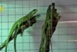 208 reptiles rescued from traffickers during two police raids in Spain